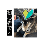 野球大好きラッキー君（個別スタンプ：2）