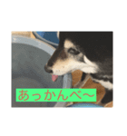 野球大好きラッキー君（個別スタンプ：5）