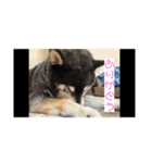 野球大好きラッキー君（個別スタンプ：6）