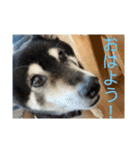 野球大好きラッキー君（個別スタンプ：7）