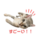 うちのMARU2。（個別スタンプ：15）