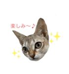 うちのMARU2。（個別スタンプ：16）
