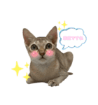うちのMARU2。（個別スタンプ：24）