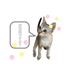 うちのMARU2。（個別スタンプ：31）