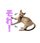 うちのMARU2。（個別スタンプ：32）