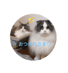 リオレオスタンプ♡（個別スタンプ：8）