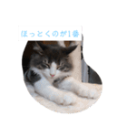 リオレオスタンプ♡（個別スタンプ：11）