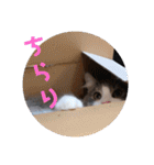 リオレオスタンプ♡（個別スタンプ：21）
