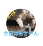 リオレオスタンプ♡（個別スタンプ：27）