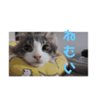 リオレオスタンプ♡（個別スタンプ：34）