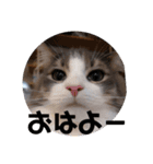 リオレオスタンプ♡（個別スタンプ：37）