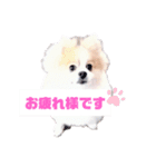 まろ丸（個別スタンプ：1）