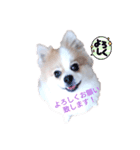 まろ丸（個別スタンプ：2）