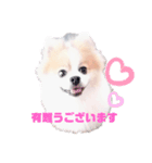 まろ丸（個別スタンプ：3）