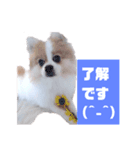 まろ丸（個別スタンプ：4）