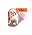 まろ丸（個別スタンプ：5）
