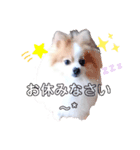まろ丸（個別スタンプ：8）