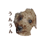 佐藤もこ君のスタンプ（個別スタンプ：21）