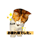 敬語のナッツ（個別スタンプ：1）
