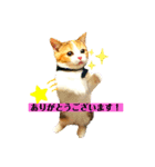 敬語のナッツ（個別スタンプ：3）
