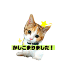 敬語のナッツ（個別スタンプ：4）