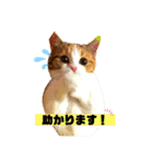 敬語のナッツ（個別スタンプ：6）