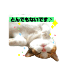 敬語のナッツ（個別スタンプ：11）
