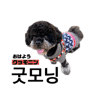 黒わんこバビくん  韓国語ver2（個別スタンプ：2）