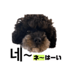 黒わんこバビくん  韓国語ver2（個別スタンプ：3）