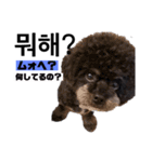 黒わんこバビくん  韓国語ver2（個別スタンプ：4）