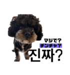 黒わんこバビくん  韓国語ver2（個別スタンプ：5）