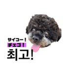 黒わんこバビくん  韓国語ver2（個別スタンプ：6）
