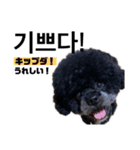 黒わんこバビくん  韓国語ver2（個別スタンプ：7）