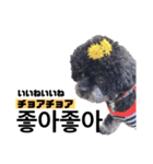 黒わんこバビくん  韓国語ver2（個別スタンプ：8）
