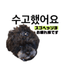 黒わんこバビくん  韓国語ver2（個別スタンプ：12）