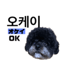 黒わんこバビくん  韓国語ver2（個別スタンプ：13）