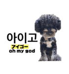 黒わんこバビくん  韓国語ver2（個別スタンプ：19）