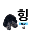 黒わんこバビくん  韓国語ver2（個別スタンプ：21）