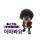 黒わんこバビくん  韓国語ver2（個別スタンプ：22）