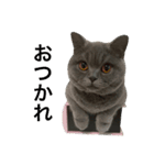ねこのこはくちゃん②（個別スタンプ：3）