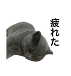 ねこのこはくちゃん②（個別スタンプ：4）