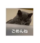 ねこのこはくちゃん②（個別スタンプ：5）