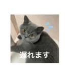 ねこのこはくちゃん②（個別スタンプ：6）