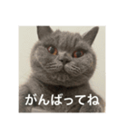 ねこのこはくちゃん②（個別スタンプ：7）