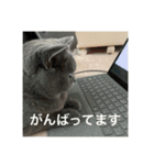 ねこのこはくちゃん②（個別スタンプ：8）