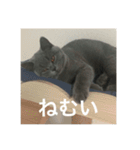 ねこのこはくちゃん②（個別スタンプ：9）