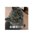 ねこのこはくちゃん②（個別スタンプ：10）