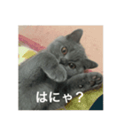ねこのこはくちゃん②（個別スタンプ：11）