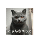 ねこのこはくちゃん②（個別スタンプ：12）
