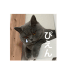 ねこのこはくちゃん②（個別スタンプ：13）